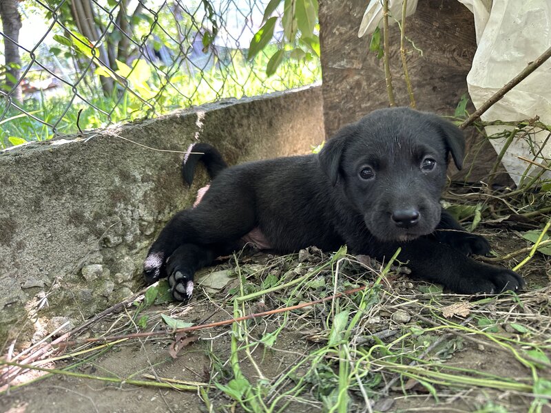 Labrador Retriever pui femele si masculi
