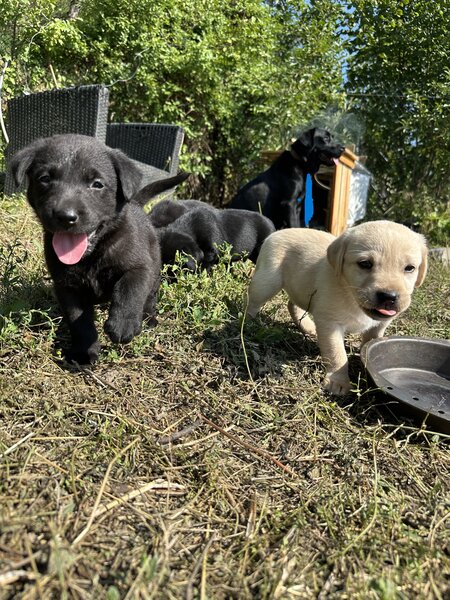 Labrador Retriever pui femele si masculi