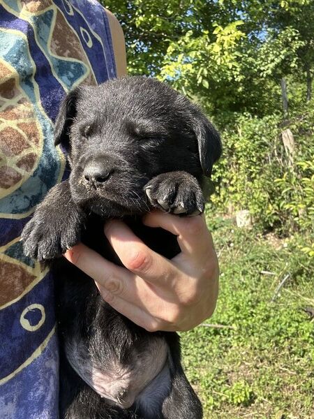 Labrador Retriever pui femele si masculi