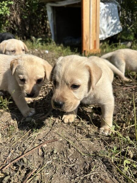 Labrador Retriever pui femele si masculi