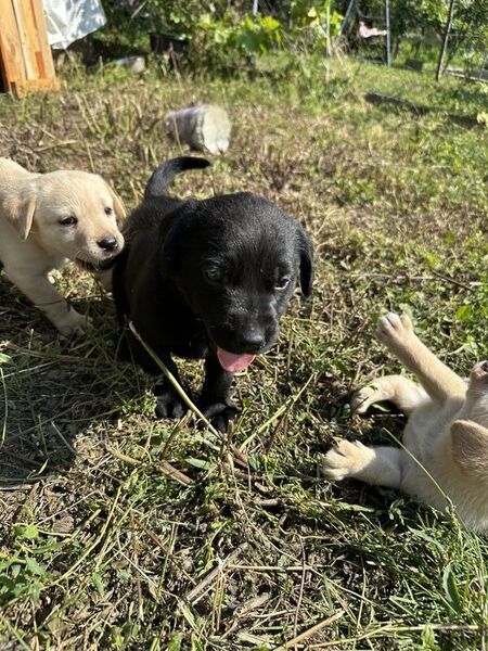 Labrador Retriever pui femele si masculi