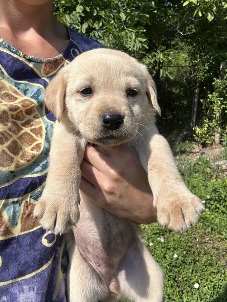 Labrador Retriever pui femele si masculi