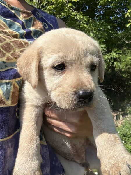 Labrador Retriever pui femele si masculi