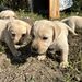 Labrador Retriever pui femele si masculi